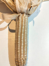 50 semi di MAIS Bianco 2025