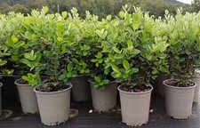 Feijoa Acca sellowiana Guayabo