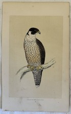 PEREGRINE FALCON FALCO PELLEGRINO UCCELLI ORNITOLOGIA BIRDS 1870 CIRCA
