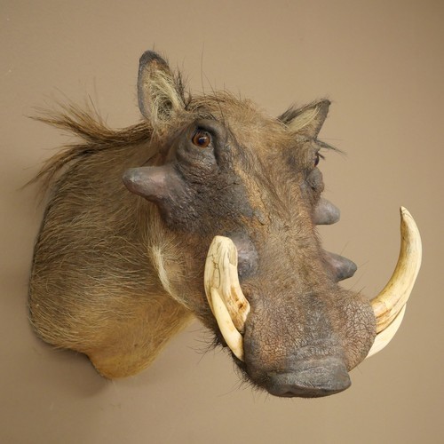 Cinghiale warthog testa - cinghiale,