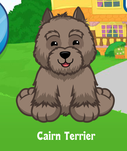 Webkinz cairn terrier - terrier, virtual