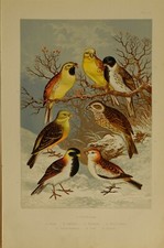 Stampa Di Uccelli Britannici 1875 ~ Pispola Gialla Frosone Testa Nera Lapponia