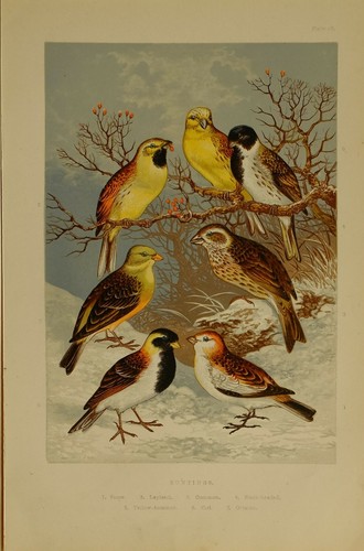 Stampa uccelli britannici - di,