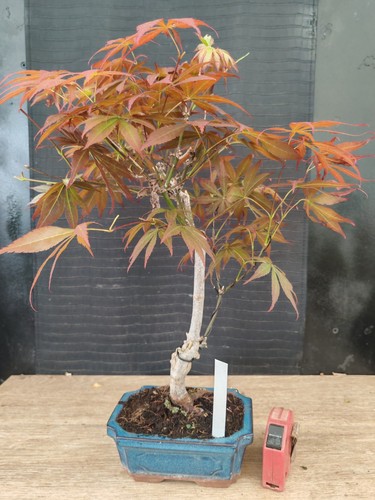 Bonsai acero rosso - bonsai,