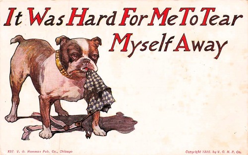Staffordshire bull terrier - staffordshire,