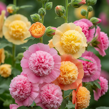 Altea (Malvone) Mix – 30 Semi – Gigante, Rara, Alta Germinabilità, Fiori Grandi,