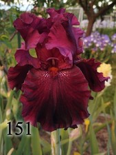1 Rizoma Iris Germanica