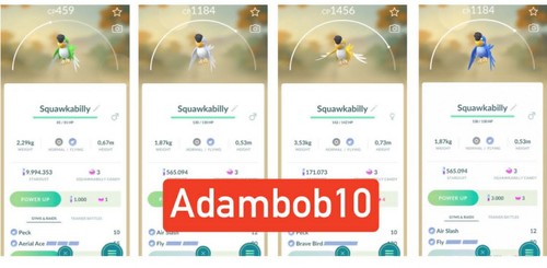 Pokémon squawkabilly - -,