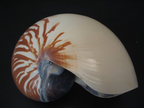 Hard2Get...NAUTILUS