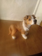 Border Collie Cute Pet Dog