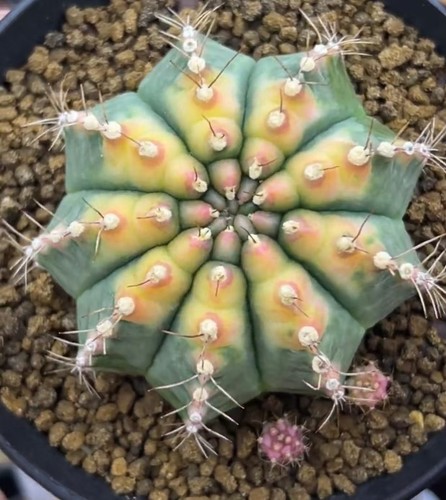 Gymnocalycium mihanovichi