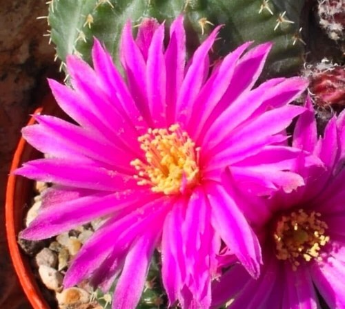 Echinocereus pulchellus vaso - echinocereus,