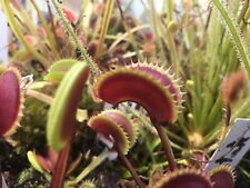 plantes carnivores dionaea Red