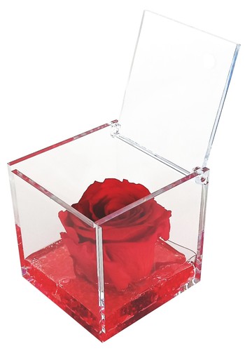 Rosa rossa fiore vero - rosa,