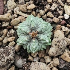 Aztekium ritteri bkm 840 - aztekium,