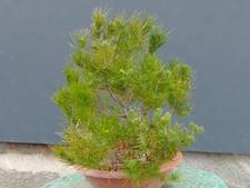 Pre Bonsai Di Pino Marittimo