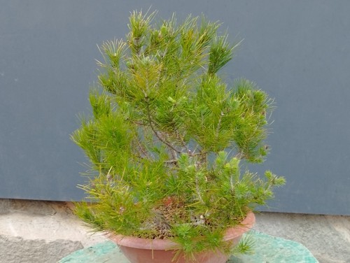Pre bonsai pino marittimo - pre,