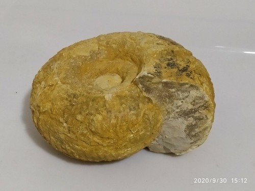 Fossile ammonite - -,