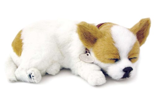 White tan chihuahua il - chihuahua,