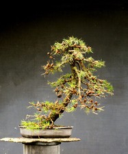 Bonsai di Larice Resistente