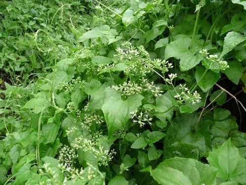 Mexican dream herb essiccato - herb,