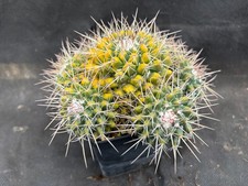 MAMMILLARIA COMPRESSA VARIEGATA -VIVAIO IL GIARDINO DI MAYA- CACTUS 7771