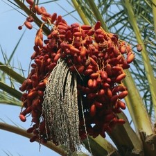 Phoenix dactylifera Mazafati