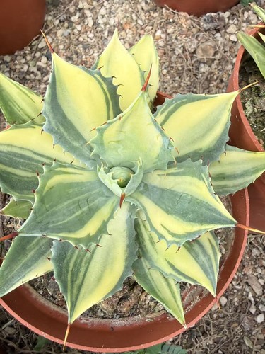 Agave potatorum potatorum