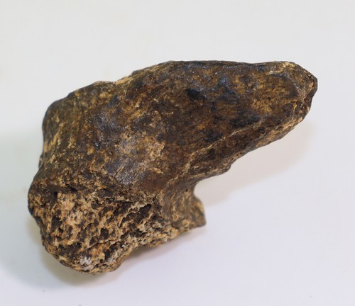 Orso delle caverne ursus - orso,