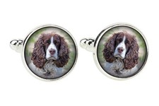Springer Spaniel inglese