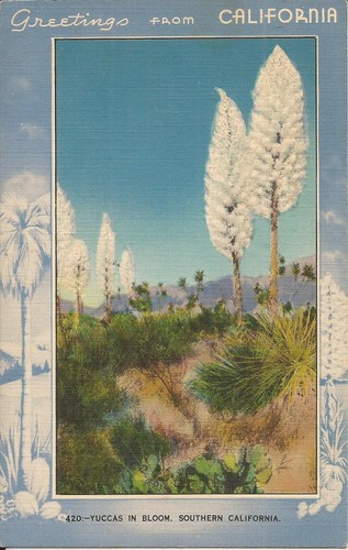 California yuccas in - yuccas,