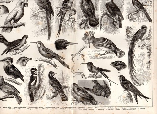 1874 stampa ornitologia cuculo - ornitologia,