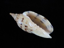 Sea Shell Alcithoe arabica