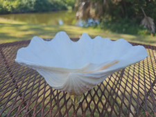 Vintage Giant Clam Shell