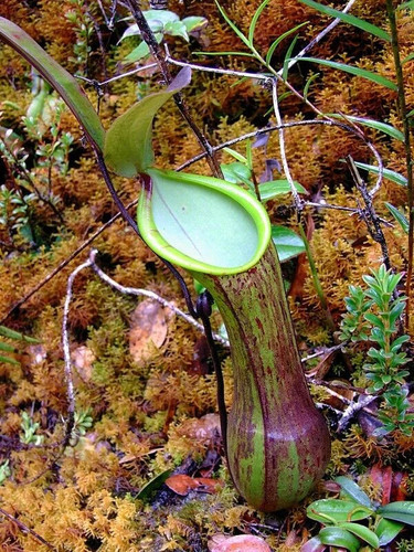 Nepenthes murudensis 10 - nepenthes,