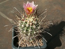 Sclerocactus parviflorus ssp