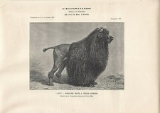 Stampa antica CANE di razza