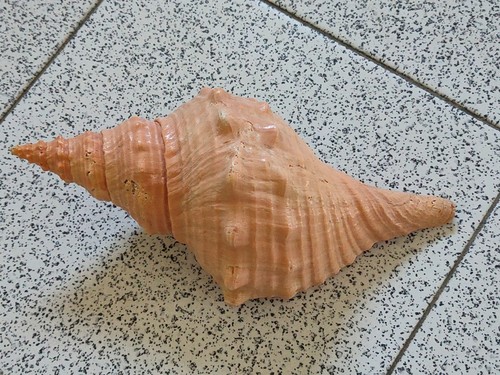 Conchiglia shell triplofusus - shell,