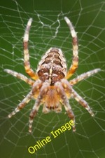 Photo 6x4 Garden Spider