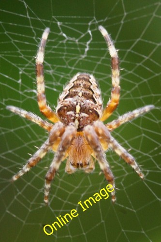 Photo 6x4 garden spider - photo,