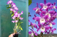 Dendrobium Dream, orchidée, Orchid,