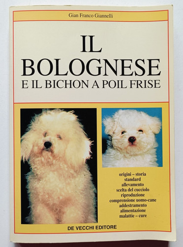 Bolognese bichon a - il,