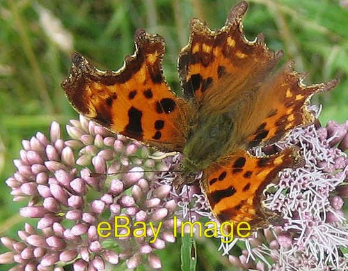 Photo 6x4 comma detail holkham - 6x4,