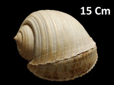 Conchiglia grande fossile gigante Conchiglie da collezione naturale Cm 15 Gr 155