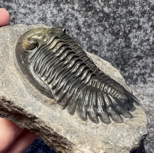 Hollardops mesocristata