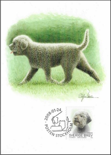 Romagnolo lagotto cane - lagotto, svezia