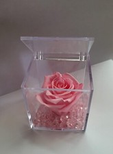 Rosa Rosa Stabilizzata Eterna