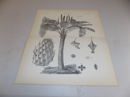1883 stoddart botanica stampa - 1883,