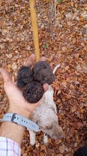 Tartufo uncinato - uncinato,
