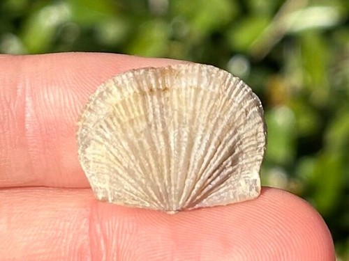 Oklahoma fossil brachiopode - oklahoma,